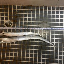 渋い中なんとか太刀魚